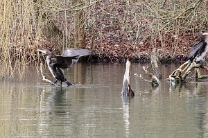 Kormorane in Nordhausen im Stadtpark 