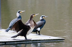 Kormorane in Nordhausen im Stadtpark 
