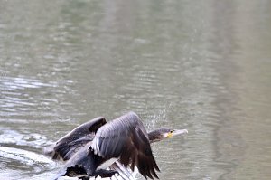 Kormorane in Nordhausen im Stadtpark 