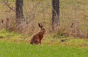 Frohe Ostern 