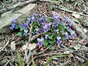 Blaue Veilchen - aber wo?