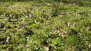 Fr&uuml;hlingsbl&uuml;her im Park, Nektar f&uuml;r Bienen und Hummeln.