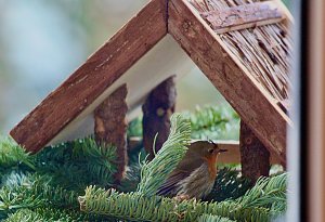 Rotkehlchen Vogel des Jahres 2021
