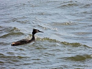 Peter Blei unterwegs am Stausee Kelbra