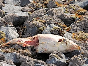 Peter Blei unterwegs am Stausee Kelbra