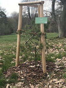 Zerst&ouml;rte B&auml;ume im Park Hohenrode