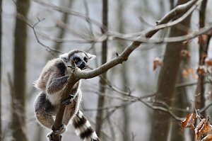 Besuch im Affenpark Strau&szlig;berg