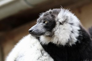 Besuch im Affenpark Strau&szlig;berg