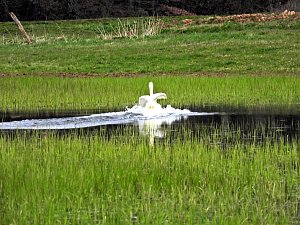 Peter Blei unterwegs in Steinsee