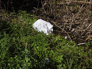 Borbachtungen zur Biodiversit&auml;t