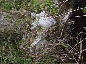 Borbachtungen zur Biodiversit&auml;t