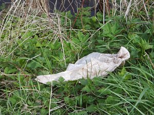 Borbachtungen zur Biodiversit&auml;t