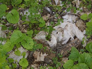 Borbachtungen zur Biodiversit&auml;t
