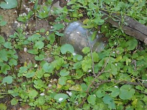 Borbachtungen zur Biodiversit&auml;t