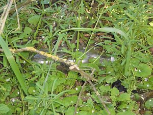 Borbachtungen zur Biodiversit&auml;t