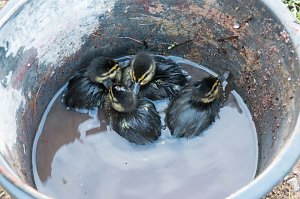 Ente gut, alles gut