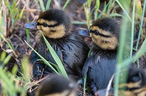 Ente gut, alles gut