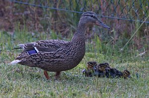 Ente gut, alles gut