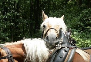 Ferien auf dem Erlebnisbauernhof Kleinberndten