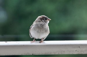 Junger Haussperling auf Entdeckungstour
