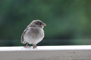 Junger Haussperling auf entdeckungstour