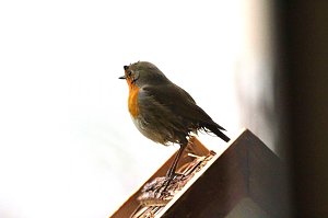 Rotkehlchen 