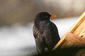 Amselm&auml;nnchen 