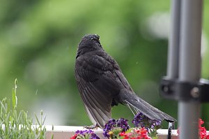 Amselm&auml;nnchen trocknet seine Federn nach einem Regenguss