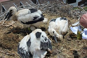 Drei Jungst&ouml;rche wurden heute in Windehausen beringt