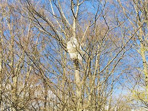 Altlasten im Wald bei Leimbach