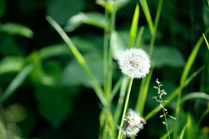Peter Blei und die Wunder der Natur