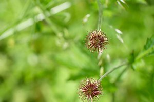 Peter Blei und die Wunder der Natur