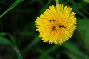 Peter Blei und die Wunder der Natur