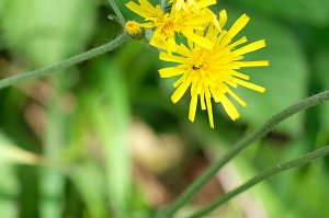 Peter Blei und die Wunder der Natur