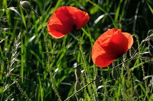 Peter Blei und die Wunder der Natur