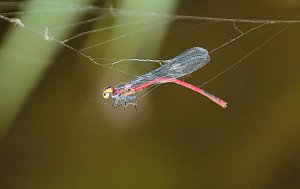 Peter Blei und die Wunder der Natur