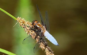 Peter Blei und die Wunder der Natur