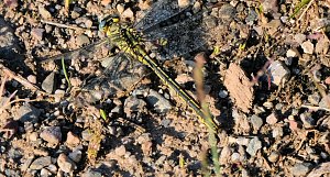 Peter Blei und die Wunder der Natur