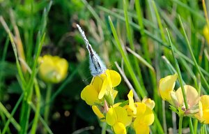 Peter Blei und die Wunder der Natur