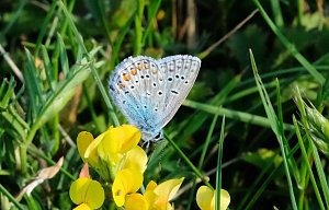 Peter Blei und die Wunder der Natur