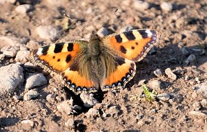 Peter Blei und die Wunder der Natur