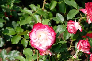 Kr&ouml;nung der Rosenk&ouml;nigin in Sangerhausen