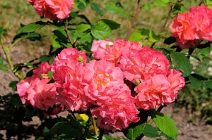 Kr&ouml;nung der Rosenk&ouml;nigin in Sangerhausen