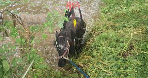 Bei Gro&szlig;wechsungen musste ein Pferd aus der Helme gehoben werden