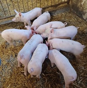 Das ist los im Rittergut