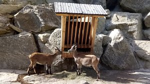 Im Steinbockzentrum erfuhren die G&auml;ste Wissenswertes &uuml;ber das edle Wild.