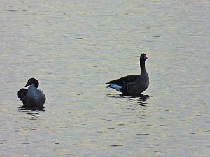Kraniche am Stausee Kelbra