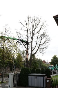 An der Bleiche hat man damit begonnen 13 B&auml;ume zu f&auml;llen