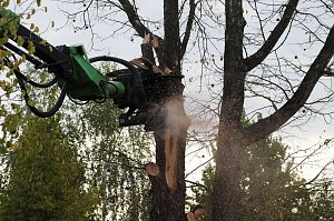 An der Bleiche hat man damit begonnen 13 B&auml;ume zu f&auml;llen