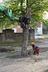 An der Bleiche hat man damit begonnen 13 B&auml;ume zu f&auml;llen